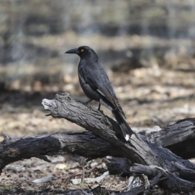 Strepera graculina (Pied Currawong) at Mulligans Flat - 8 Sep 2019 by Alison Milton