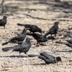 Corcorax melanorhamphos (White-winged Chough) at Mulligans Flat - 8 Sep 2019 by Alison Milton