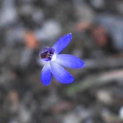 Cyanicula caerulea (Blue Fingers, Blue Fairies) at Mulligans Flat - 8 Sep 2019 by AlisonMilton