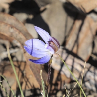 Cyanicula caerulea (Blue Fingers, Blue Fairies) at Bruce, ACT - 10 Sep 2019 by AlisonMilton