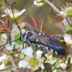 Hesthesis cingulata (Wasp-mimic longhorn beetle) at Tianjara, NSW - 5 Dec 2019 by Harrisi