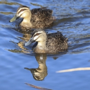 Anas superciliosa at Belconnen, ACT - 10 Sep 2019