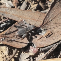 Eurepa marginipennis (Mottled bush cricket) at Lake Ginninderra - 10 Sep 2019 by AlisonMilton