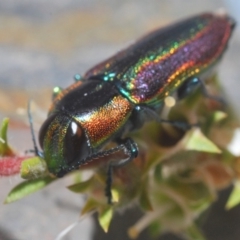 Selagis caloptera (Caloptera jewel beetle) at Kangaroo Valley, NSW - 6 Dec 2019 by Harrisi