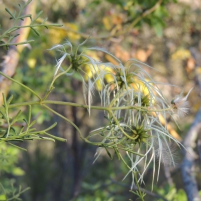 Clematis leptophylla (Small-leaf Clematis, Old Man's Beard) at Gigerline Nature Reserve - 11 Nov 2019 by MichaelBedingfield