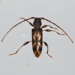 Bethelium diversicorne (Wattle Longhorn) at Ainslie, ACT - 6 Dec 2019 by jbromilow50