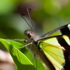 Graphium macleayanum (Macleay's Swallowtail) at Acton, ACT - 30 Nov 2019 by rawshorty