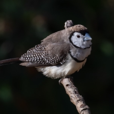 Stizoptera bichenovii (Double-barred Finch) at Symonston, ACT - 6 Dec 2019 by rawshorty