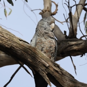 Callocephalon fimbriatum at Ainslie, ACT - suppressed