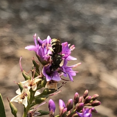 Lipotriches (Austronomia) phanerura (Halictid Bee) at Aranda, ACT - 8 Dec 2019 by Jubeyjubes