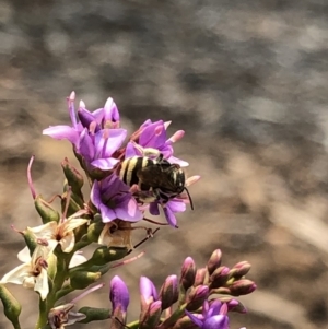 Lipotriches (Austronomia) phanerura at Aranda, ACT - 8 Dec 2019