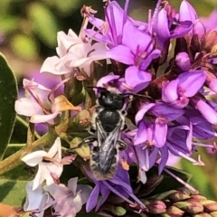 Megachile (Hackeriapis) oblonga at Aranda, ACT - 8 Dec 2019