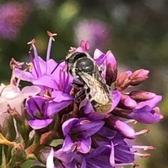 Megachile (Hackeriapis) oblonga at Aranda, ACT - 8 Dec 2019