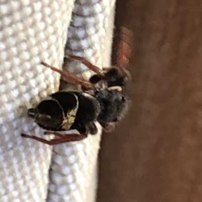 Apricia jovialis (Jovial jumping spider) at Aranda, ACT - 7 Dec 2019 by Jubeyjubes