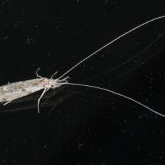 Leptoceridae sp. (family) (Long-horned caddisfly) at Ainslie, ACT - 6 Dec 2019 by jb2602