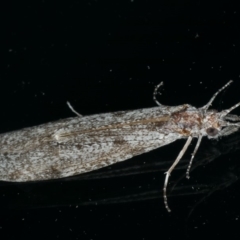 Leptoceridae sp. (family) at Ainslie, ACT - 6 Dec 2019 10:13 PM