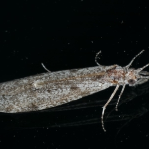 Leptoceridae sp. (family) at Ainslie, ACT - 6 Dec 2019