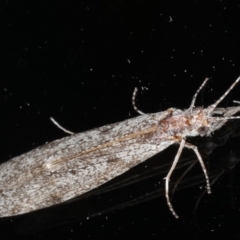 Leptoceridae sp. (family) at Ainslie, ACT - 6 Dec 2019 10:13 PM