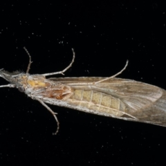 Leptoceridae sp. (family) at Ainslie, ACT - 6 Dec 2019