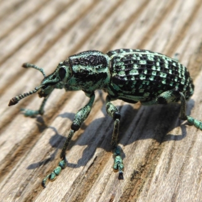 Chrysolopus spectabilis (Botany Bay Weevil) at Rugosa - 8 Dec 2019 by SenexRugosus