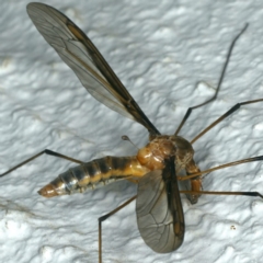 Leptotarsus (Macromastix) sp. (genus & subgenus) (Unidentified Macromastix crane fly) at Ainslie, ACT - 6 Dec 2019 by jb2602