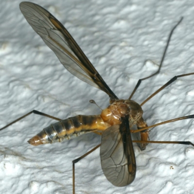 Leptotarsus (Macromastix) sp. (genus & subgenus) (Unidentified Macromastix crane fly) at Ainslie, ACT - 6 Dec 2019 by jb2602