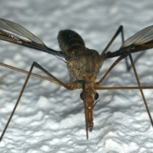 Leptotarsus (Macromastix) sp. (genus & subgenus) at Ainslie, ACT - 6 Dec 2019