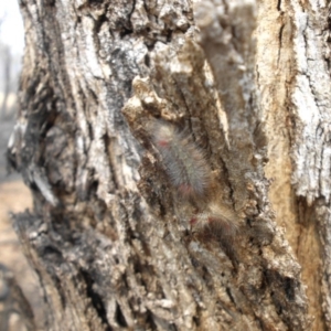 Chenuala heliaspis at Majura, ACT - 8 Dec 2019