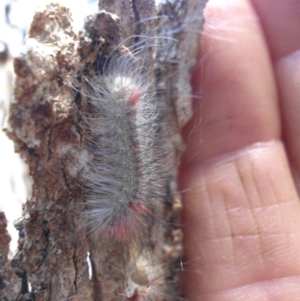 Chenuala heliaspis at Majura, ACT - 8 Dec 2019