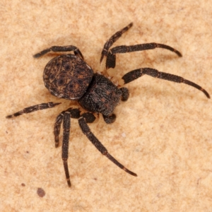 Cymbacha sp (genus) at Tuggeranong DC, ACT - 8 Dec 2019