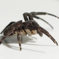 Cymbacha sp (genus) at Tuggeranong DC, ACT - 8 Dec 2019