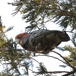 Callocephalon fimbriatum at Majura, ACT - suppressed