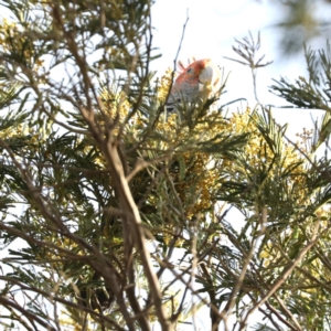 Callocephalon fimbriatum at Majura, ACT - suppressed