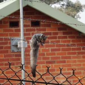 Petaurus notatus at Deakin, ACT - 8 Dec 2019