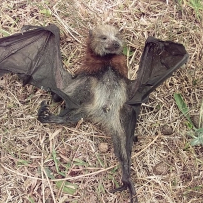 Pteropus poliocephalus (Grey-headed Flying-fox) at Bawley Point, NSW - 5 Dec 2019 by GLemann