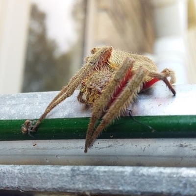 Hortophora sp. (genus) (Garden orb weaver) at Bawley Point, NSW - 6 Dec 2019 by GLemann