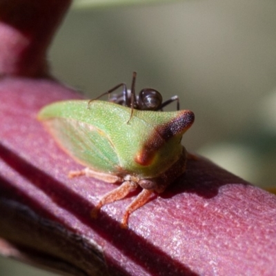 Sextius virescens (Acacia horned treehopper) at Symonston, ACT - 5 Dec 2019 by rawshorty