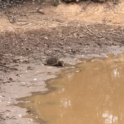 Tachyglossus aculeatus (Short-beaked Echidna) at Majura, ACT - 1 Dec 2019 by JaneR