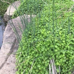 Hydrocotyle sibthorpioides (A Pennywort) at Latham, ACT - 16 Oct 2019 by JaneR