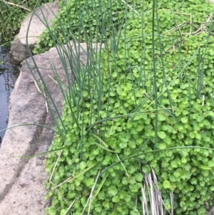 Hydrocotyle sibthorpioides at Latham, ACT - 16 Oct 2019 04:56 PM