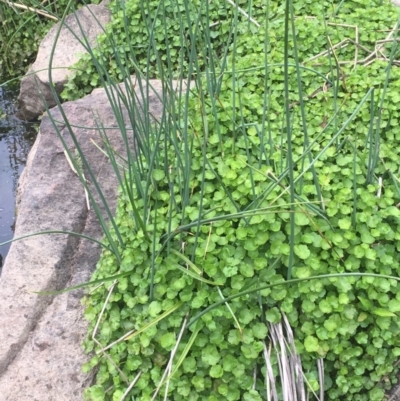 Hydrocotyle sibthorpioides (A Pennywort) at Latham, ACT - 16 Oct 2019 by JaneR