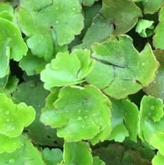 Hydrocotyle sibthorpioides at Latham, ACT - 16 Oct 2019 04:56 PM