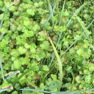 Hydrocotyle sibthorpioides at Latham, ACT - 16 Oct 2019 04:56 PM