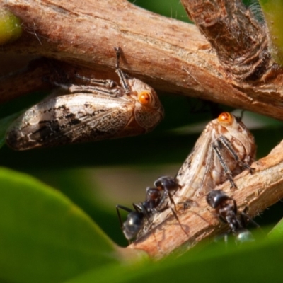 Malipo bianchii (Leafhopper) at Symonston, ACT - 8 Dec 2019 by rawshorty