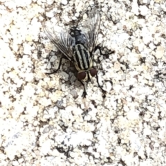 Sarcophagidae sp. (family) (Unidentified flesh fly) at Aranda, ACT - 8 Dec 2019 by Jubeyjubes
