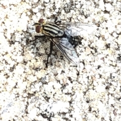 Sarcophagidae (family) at Aranda, ACT - 8 Dec 2019 03:40 PM