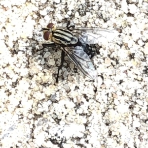 Sarcophagidae sp. (family) at Aranda, ACT - 8 Dec 2019