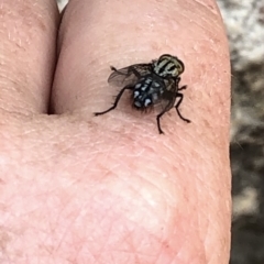 Sarcophagidae sp. (family) at Aranda, ACT - 8 Dec 2019