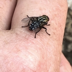 Sarcophagidae (family) at Aranda, ACT - 8 Dec 2019 03:40 PM