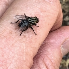 Sarcophagidae (family) at Aranda, ACT - 8 Dec 2019 03:40 PM